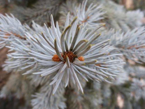 fir leaves needles