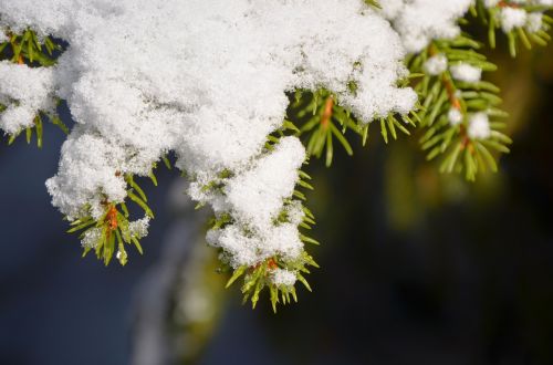 fir branch snow