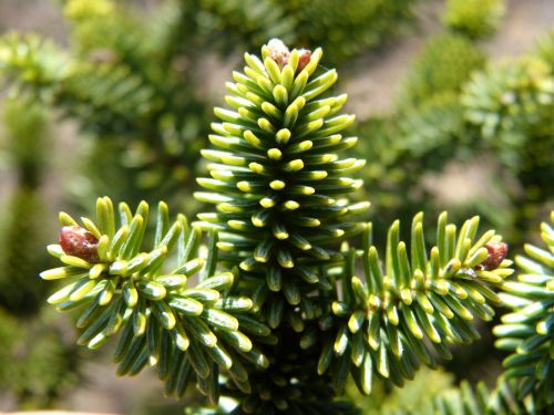 fir needles leaves