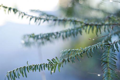 fir drip nature