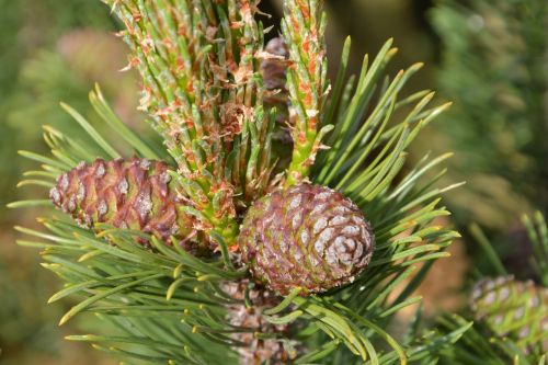 pine pine cones tap