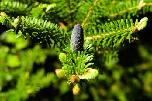 fir pine needles christmas tree
