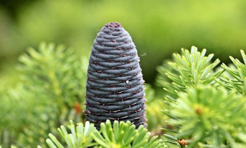 fir pine cones blue tap