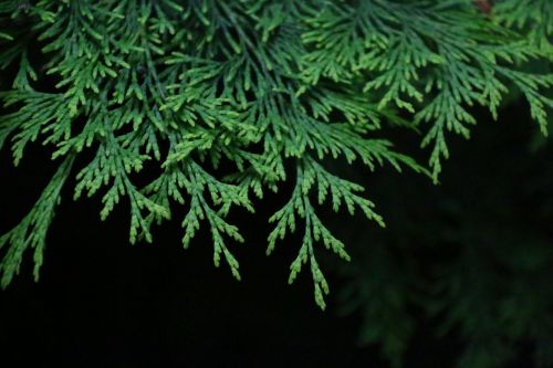 fir branch green