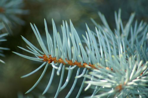 fir pine foliage