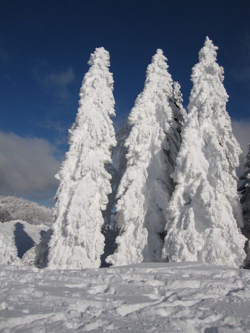 fir snow winter
