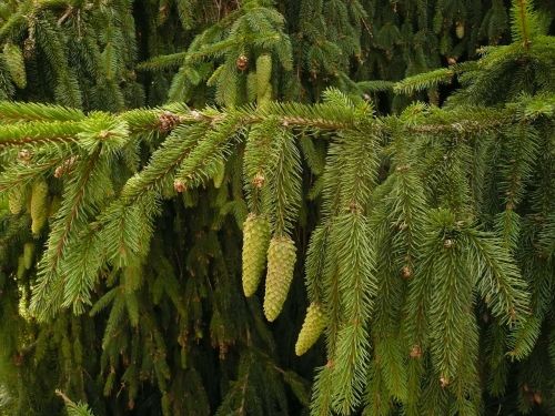 fir pine cones prickly