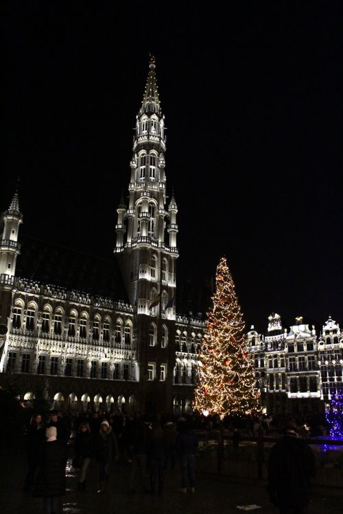 fir christmas brussels