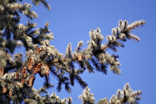 fir cones branch
