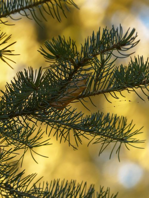 fir needles branch