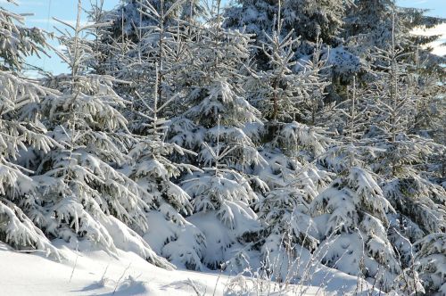 fir snow winter