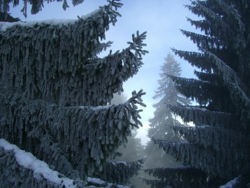 fir winter forest fog