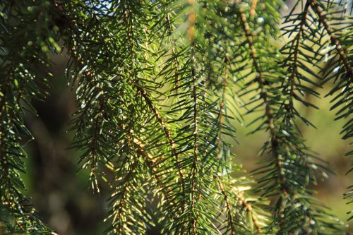 fir needles pine needles