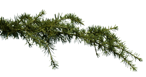 fir branch conifer