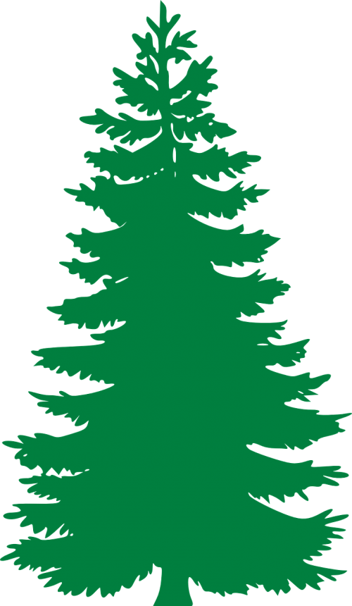 fir evergreen trees
