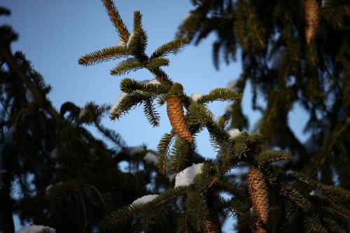 fir pine cones winter