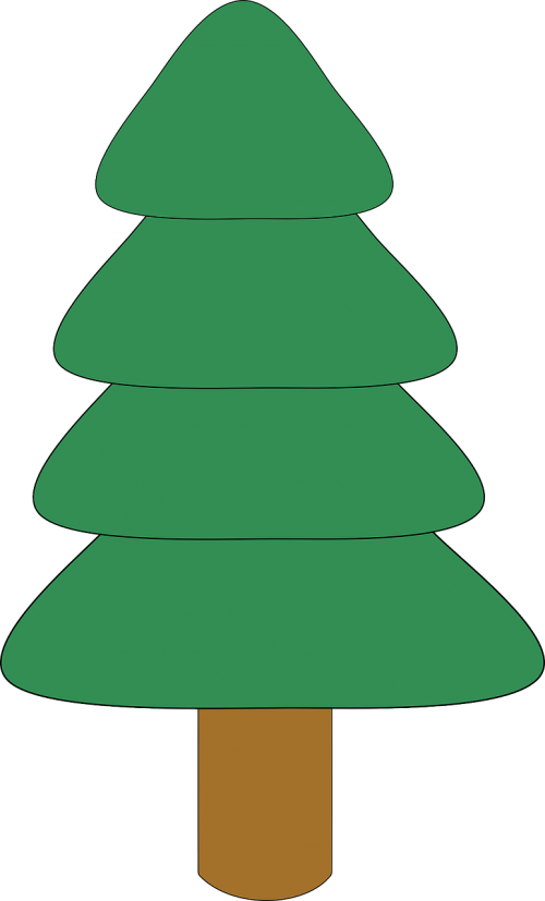 fir tree plant