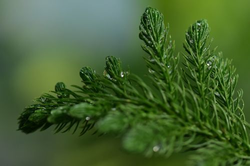 fir spruce coniferous