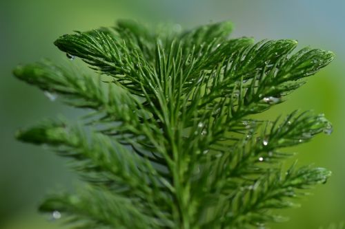 fir spruce coniferous
