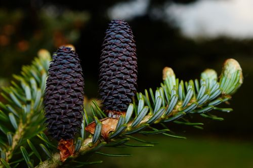 fir tannenzweig pine cones