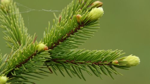 fir  branches  buds