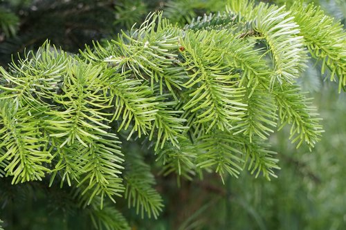 fir tree  green  tannenzweig