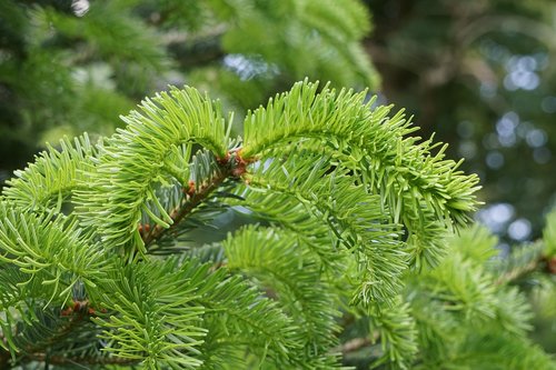 fir tree  branch  green
