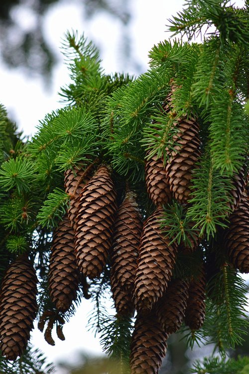 fir tree  tap  pine cones