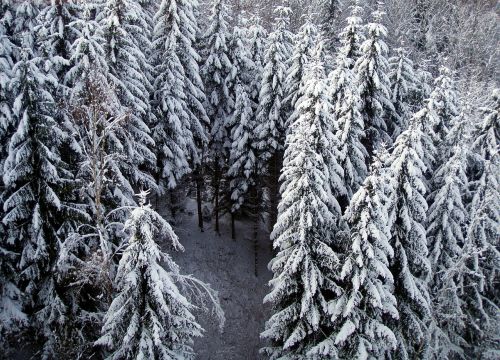 fir winter snow