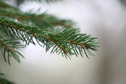 fir  branch  green
