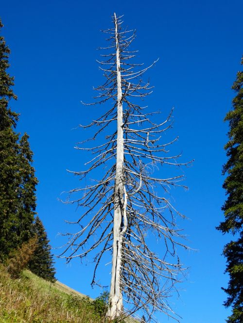 fir mountain world storm damage