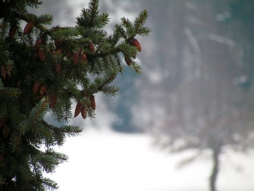 fir branch winter