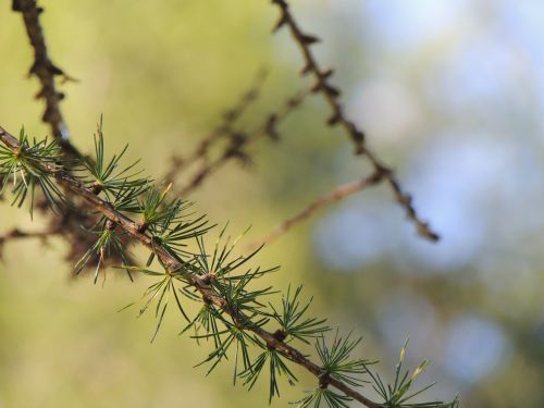 fir needles branch