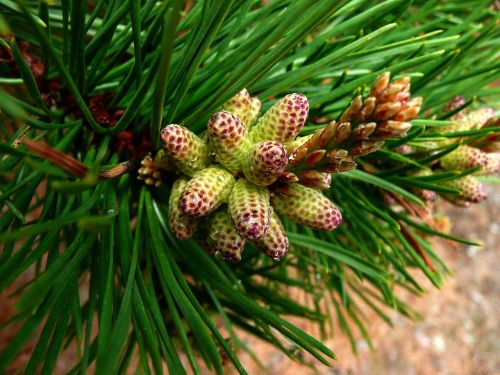 fir branch nature
