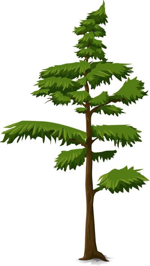 fir tree trunk