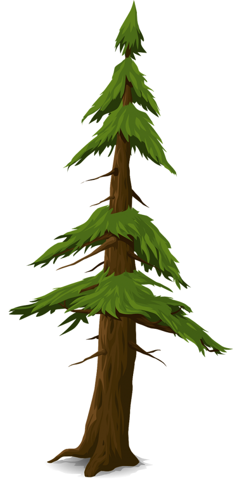 fir tree trunk