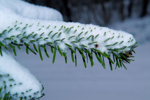 fir needles winter