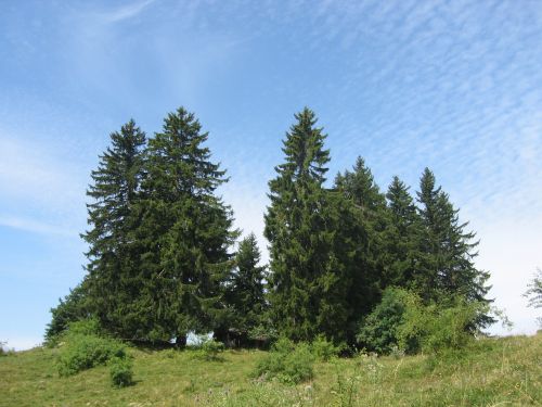 fir sky trees