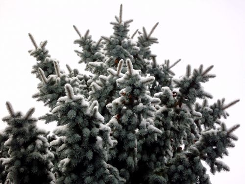 fir winter snow