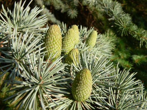 fir tap pine cones