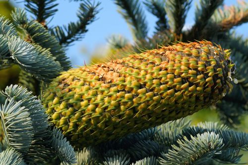 fir pine cones tap