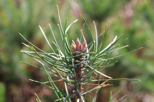 fir needles coniferous