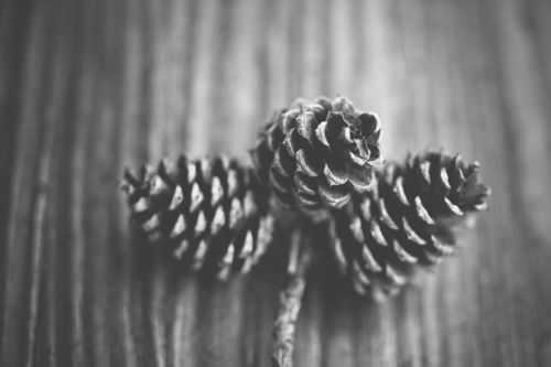 fir cone cone forest