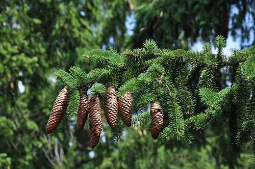 fir cones  evergreen  nature