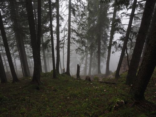 fir forest firs fog