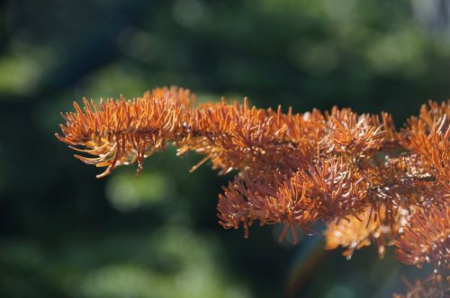 fir needle waldsterben dead plant