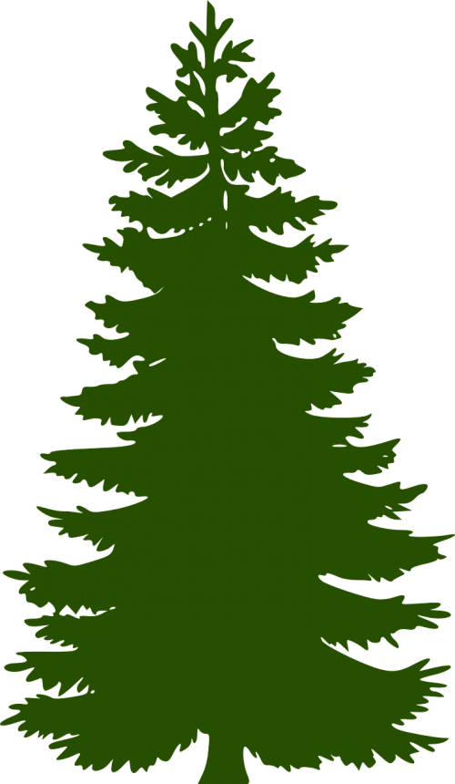 fir tree huge evergreen