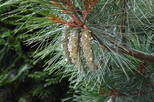 fir tree  tap  pine cones