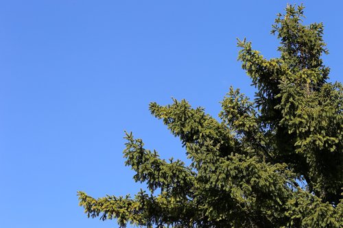 fir tree  green  sky