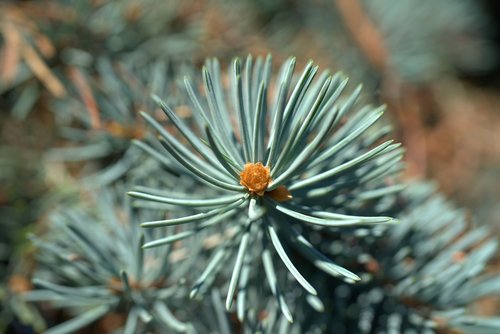 fir tree  needles  tree